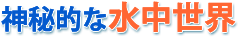 ダイビングでは神秘的な水中世界を訪れることができます。